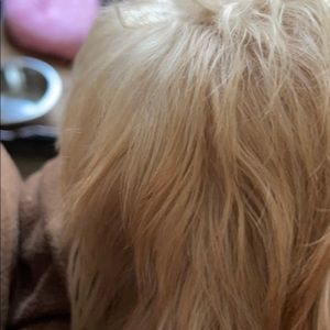 Meet your Posher, Babette